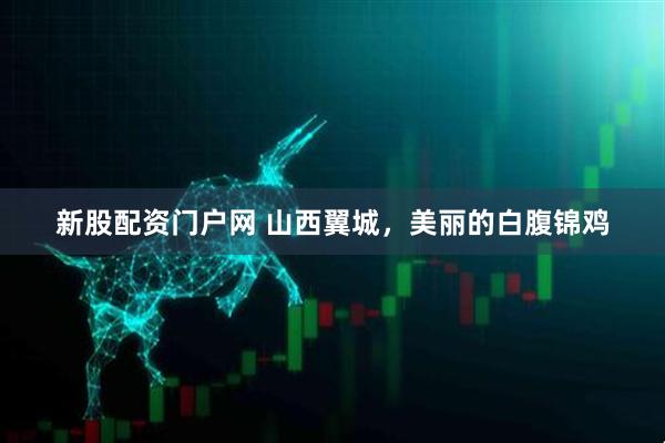 新股配资门户网 山西翼城，美丽的白腹锦鸡